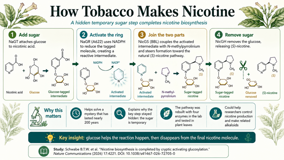 nicotine infographic