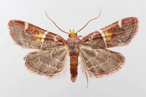 pope leo moth