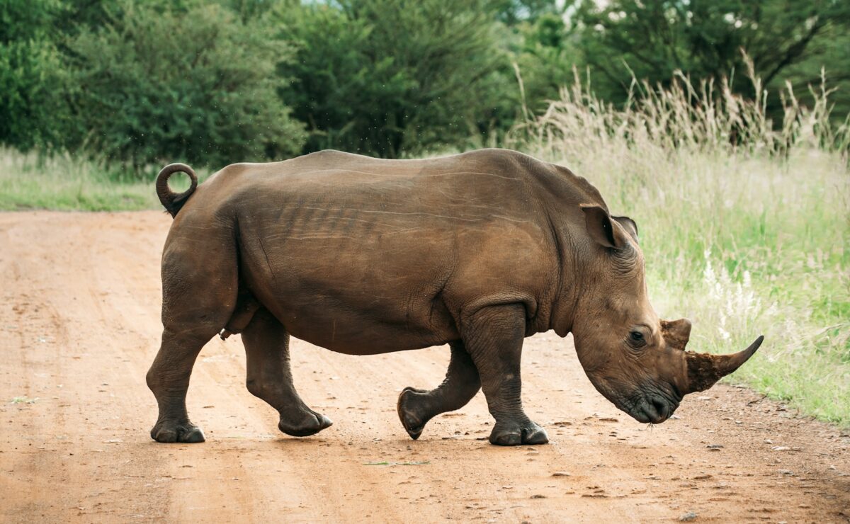 rhino