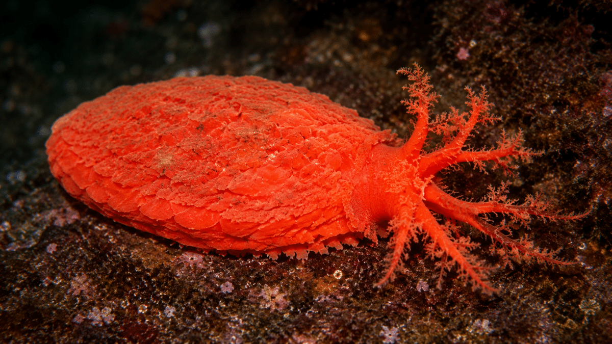 scarlet sea cucumber