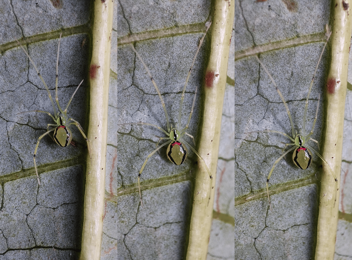 smile spider