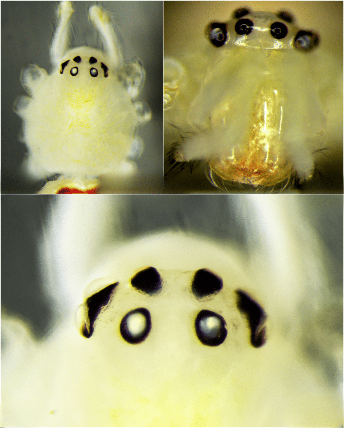 smile spider 2