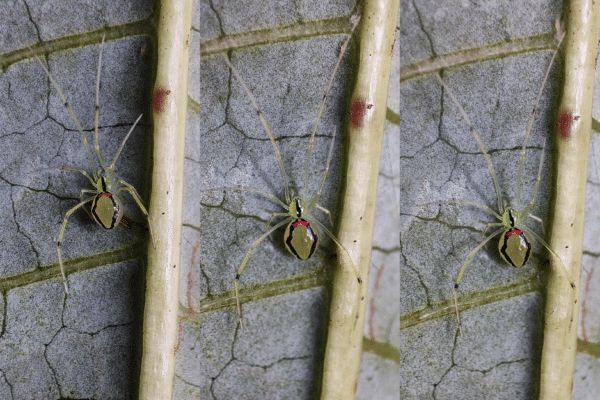 smile spider
