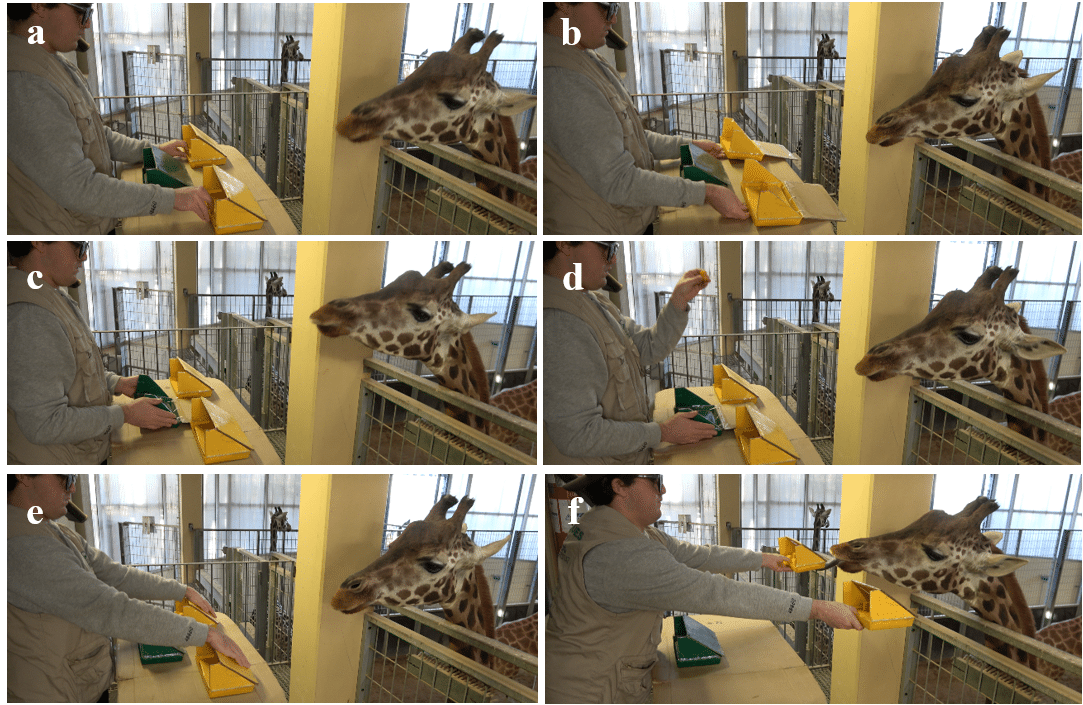 giraffes