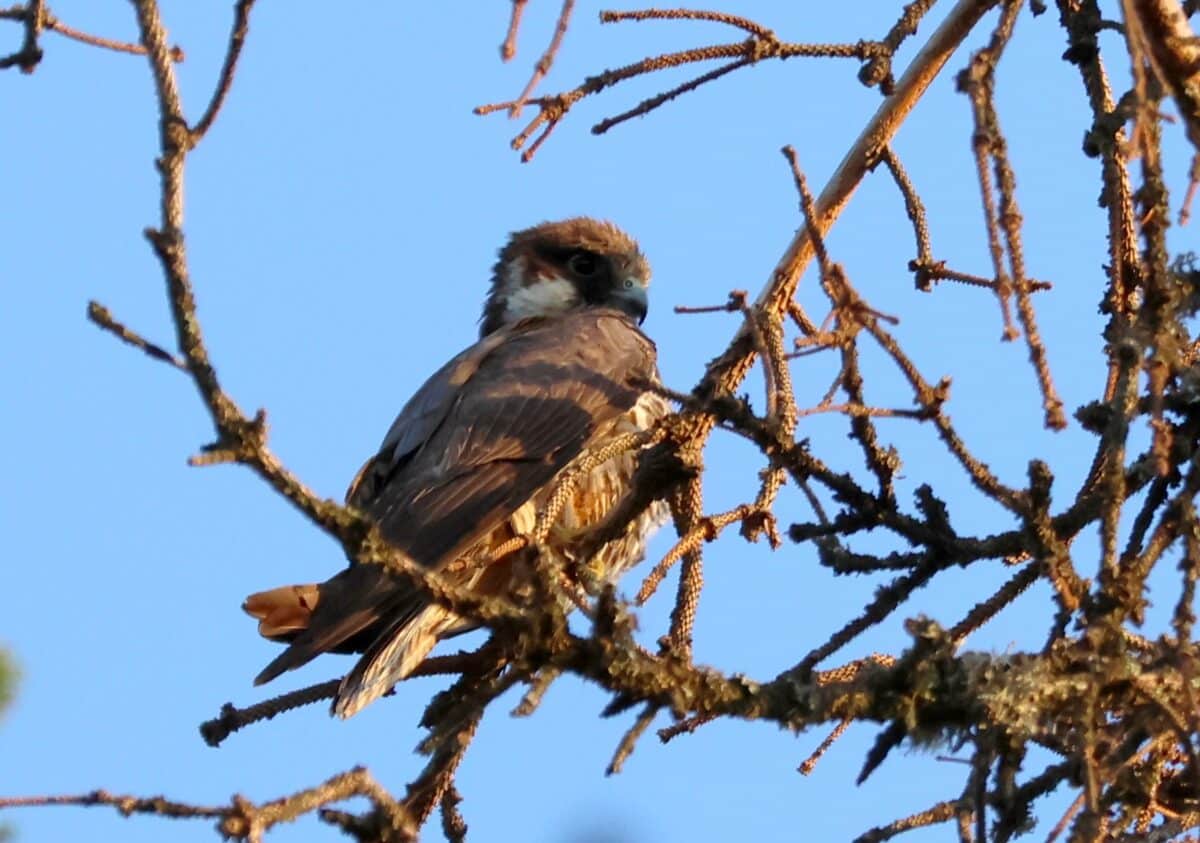 Falco subbuteo_juvenile