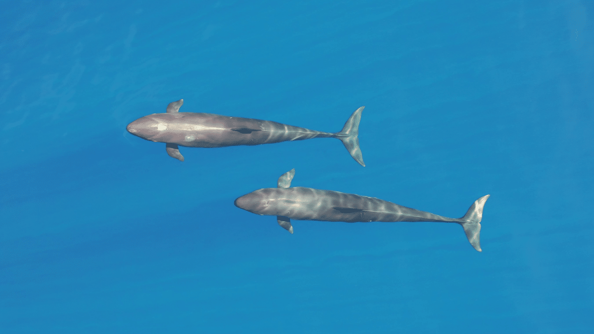 false killer whales
