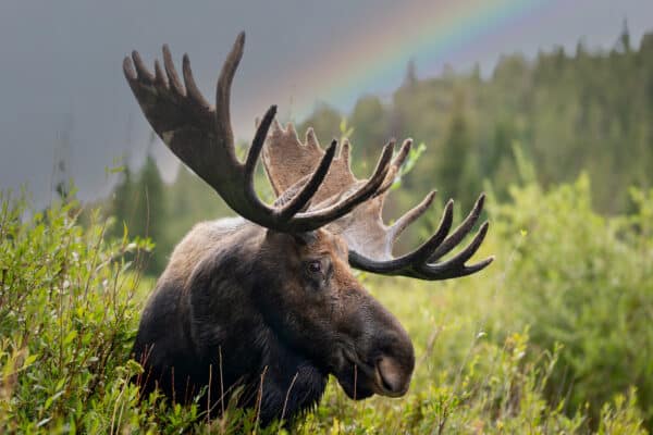 moose