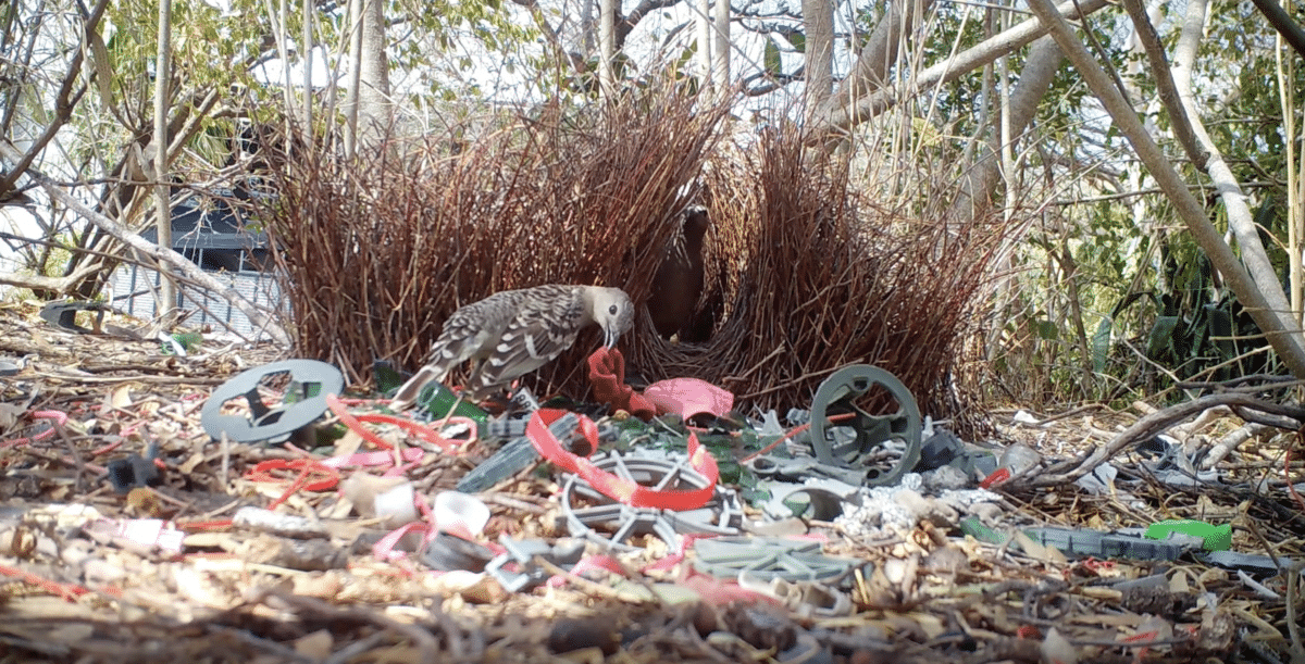 Great bowerbird trash pile