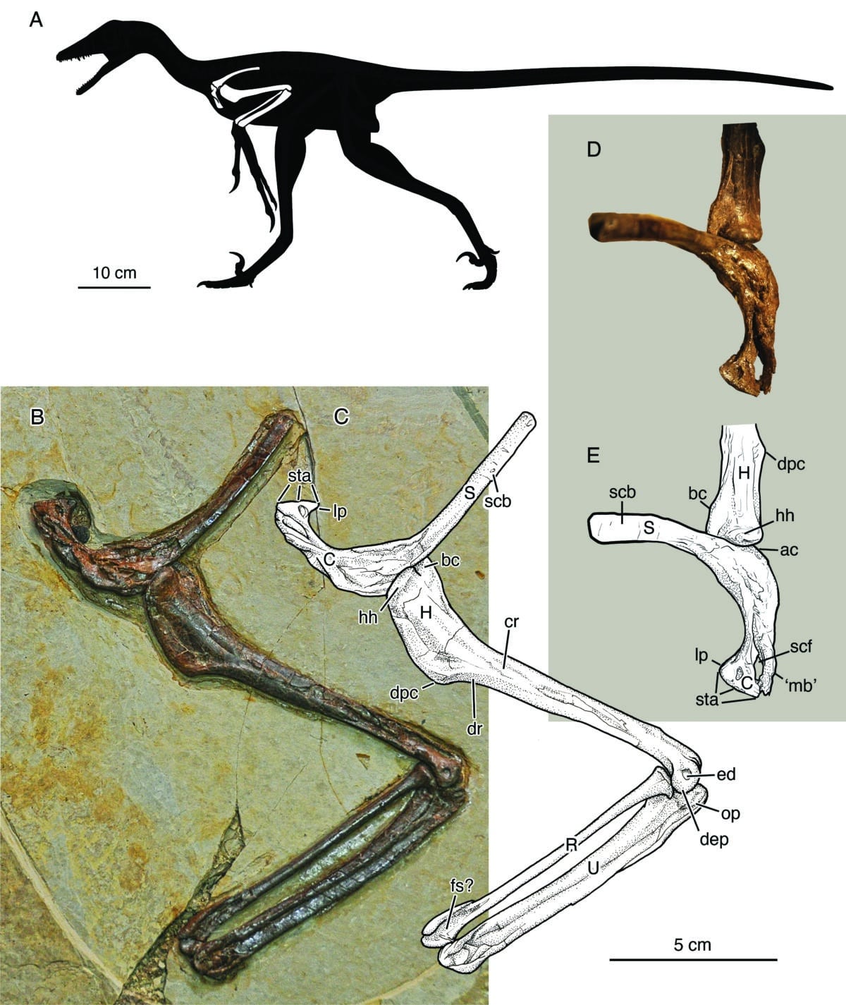 Jian holotype