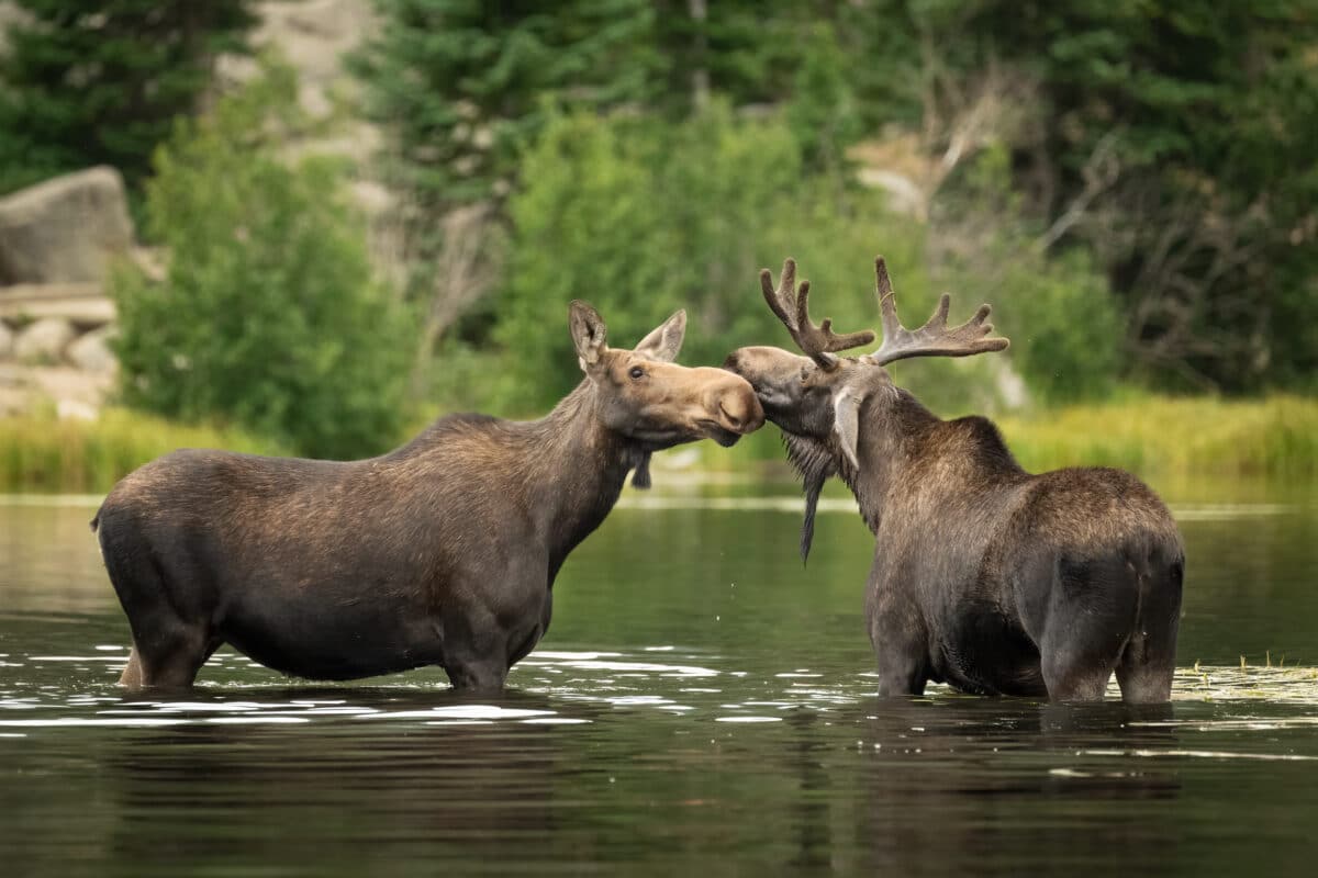 Moose Couple