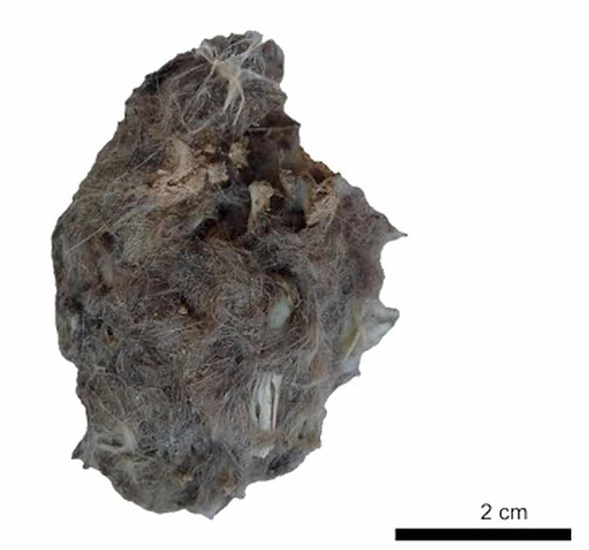 Owl Pellet