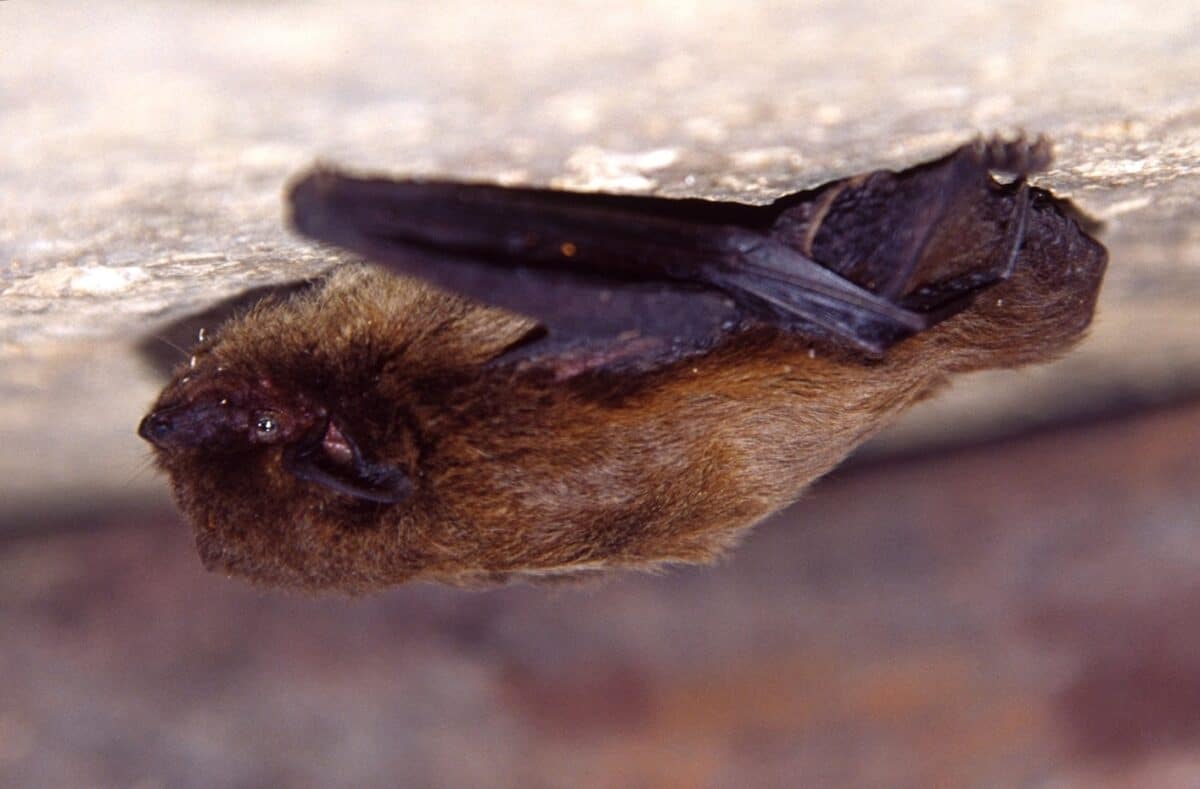Pipistrellus sp