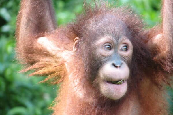 Orangutan