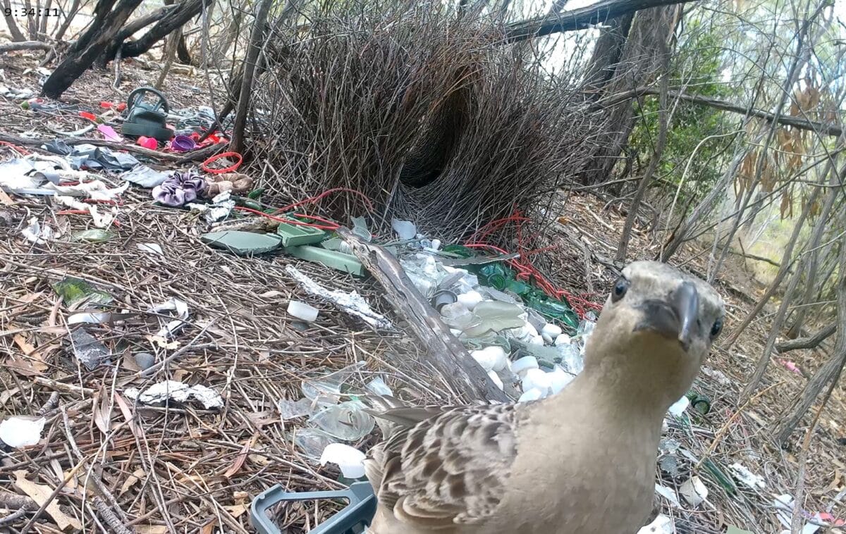 Urban Bower