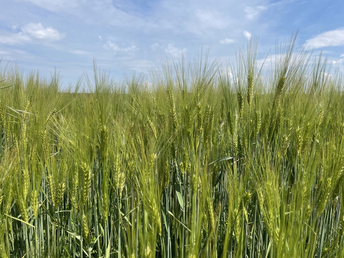 barley