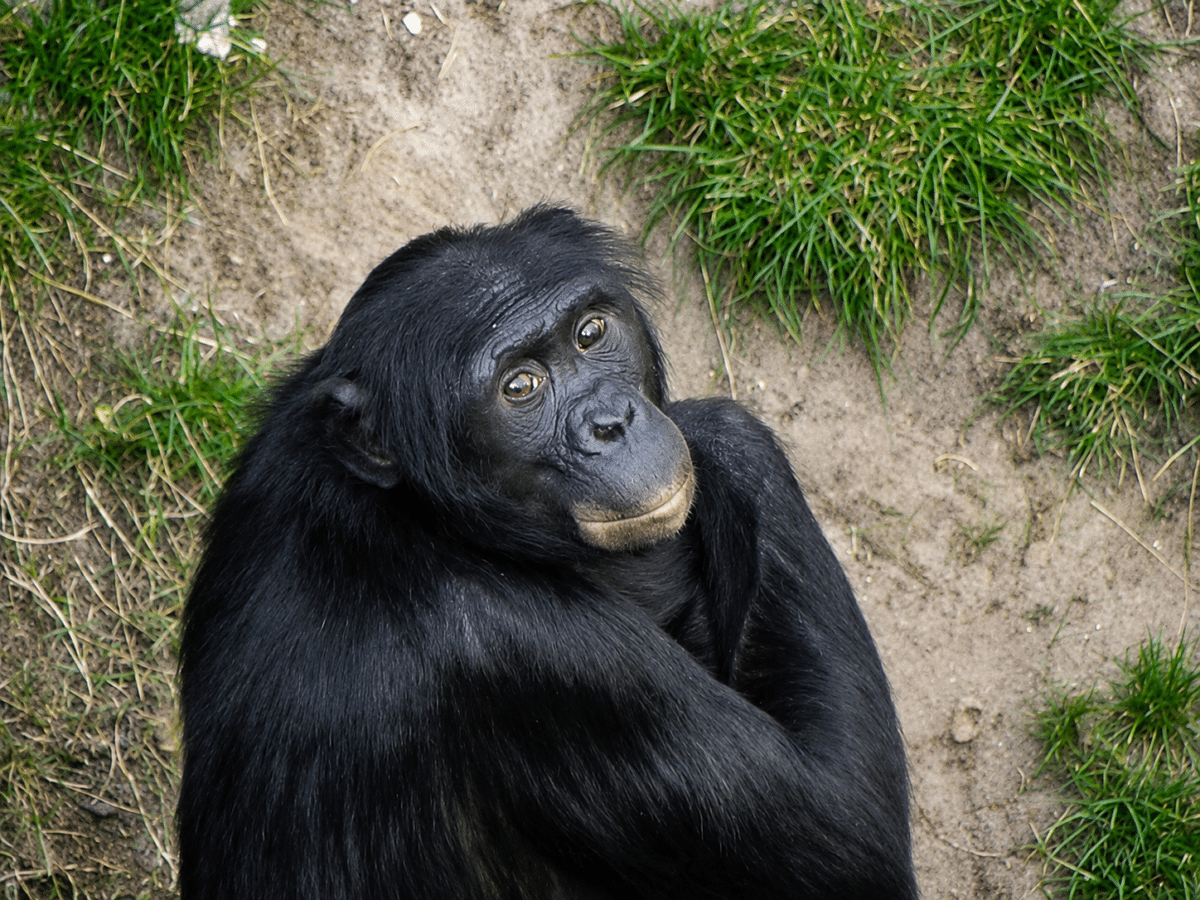 bonobo