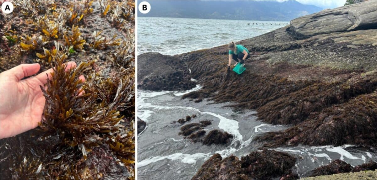 brown seaweed