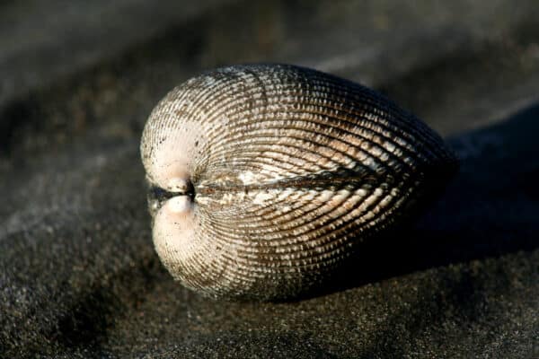clam in puget sound