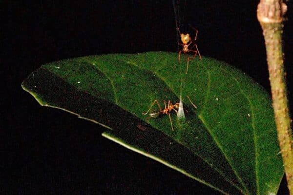 cone ant spider