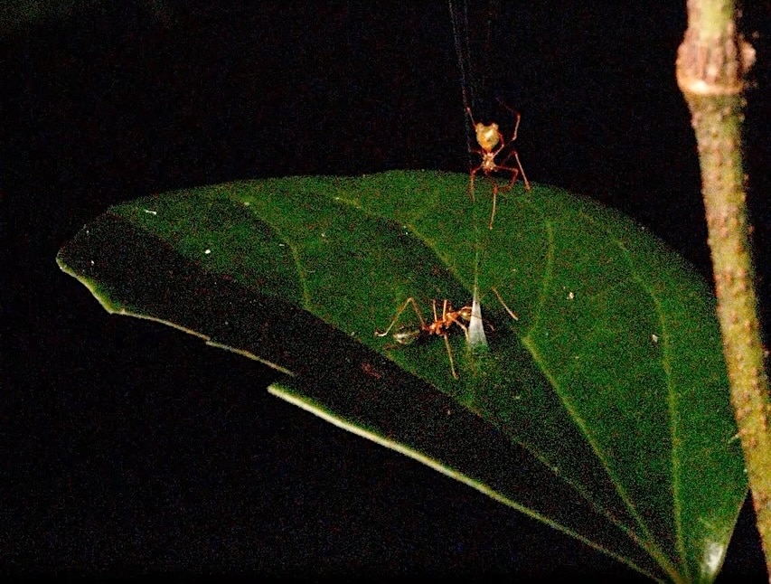 cone_ant_spider