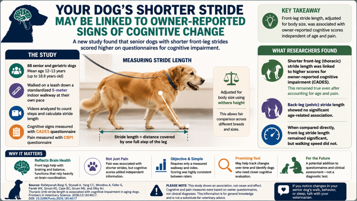 dog dementia