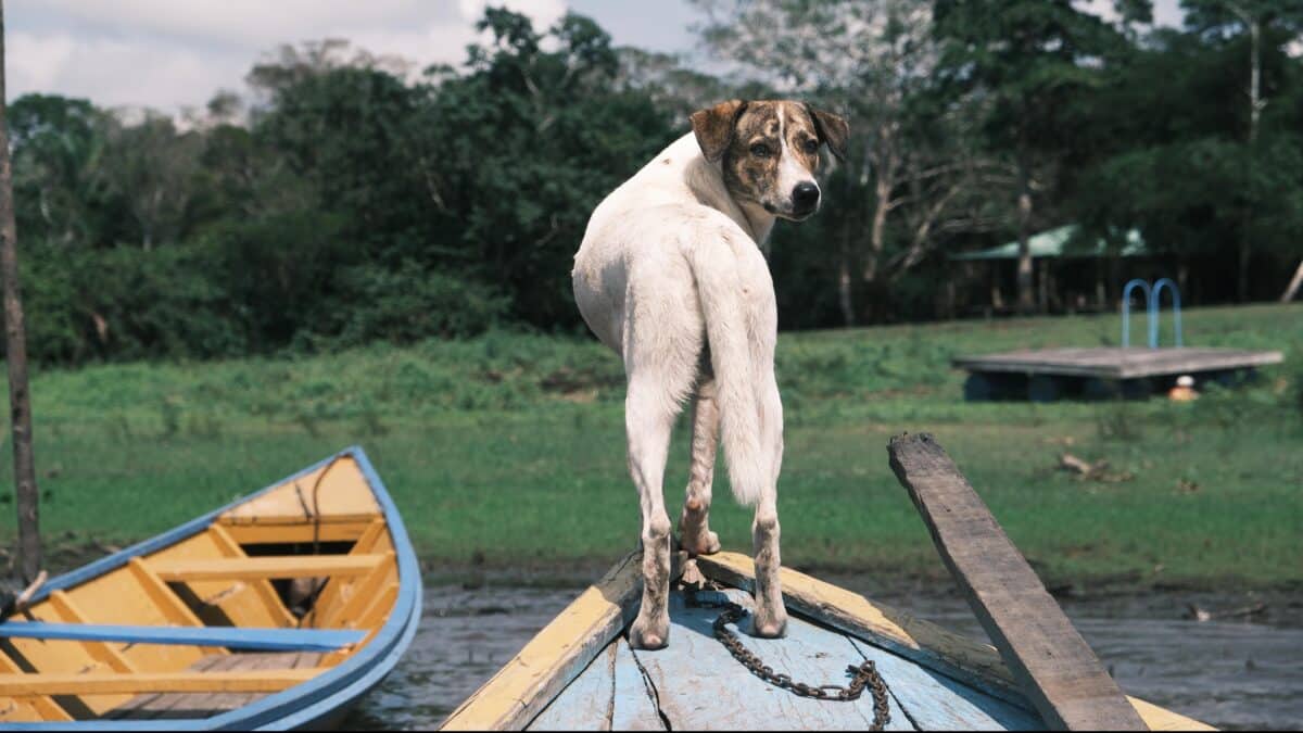 dog peru