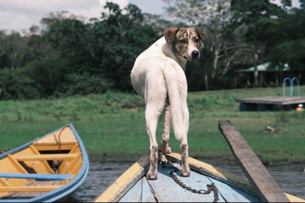 dog peru