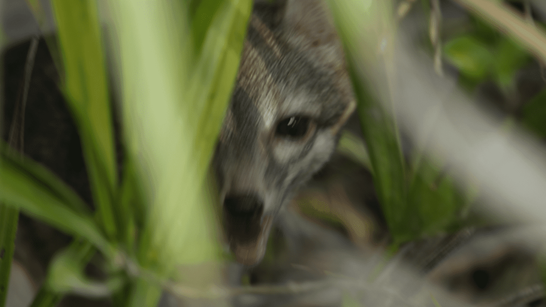 dwarf fox 1