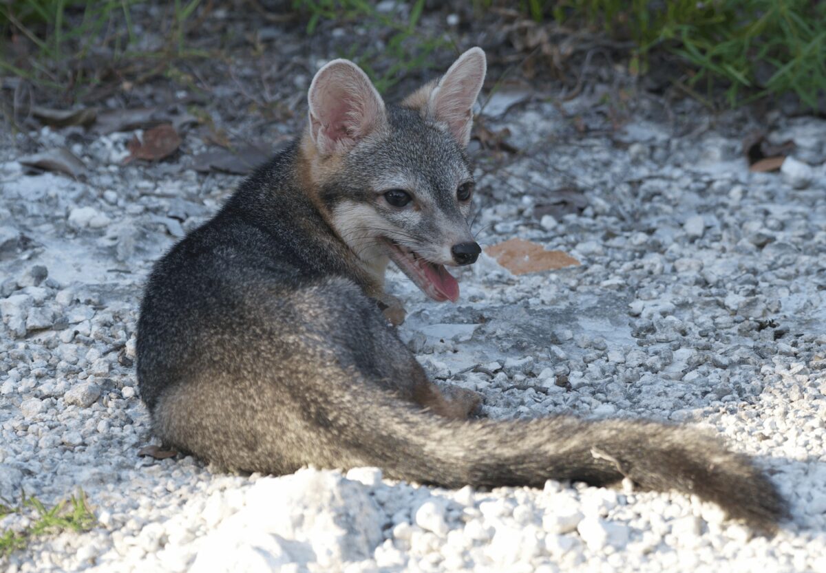 dwarf fox 2