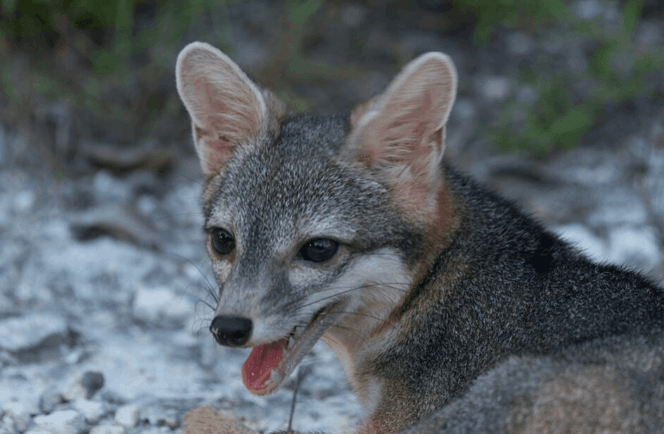 dwarf fox
