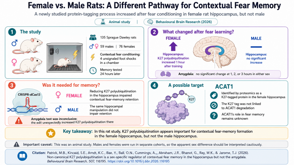 gender fear infographic