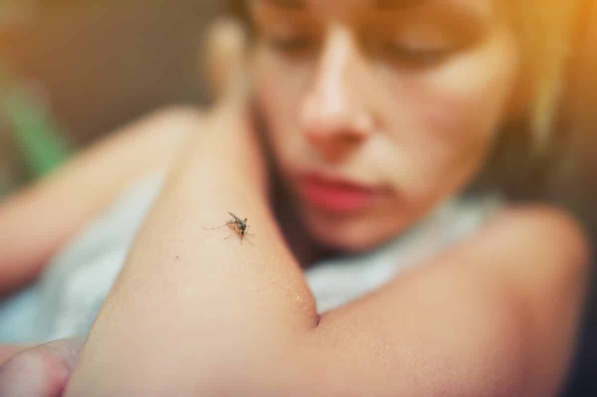 A mosquito sits on the woman’s hand, and sucks blood. Pain, danger of infection. Dangerous Zica virus aedes aegypti mosquito bite on human skin, Dengue, Mayaro fever. Sick girl itchy arm close up