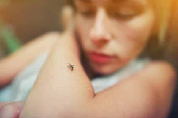 mosquito dengue