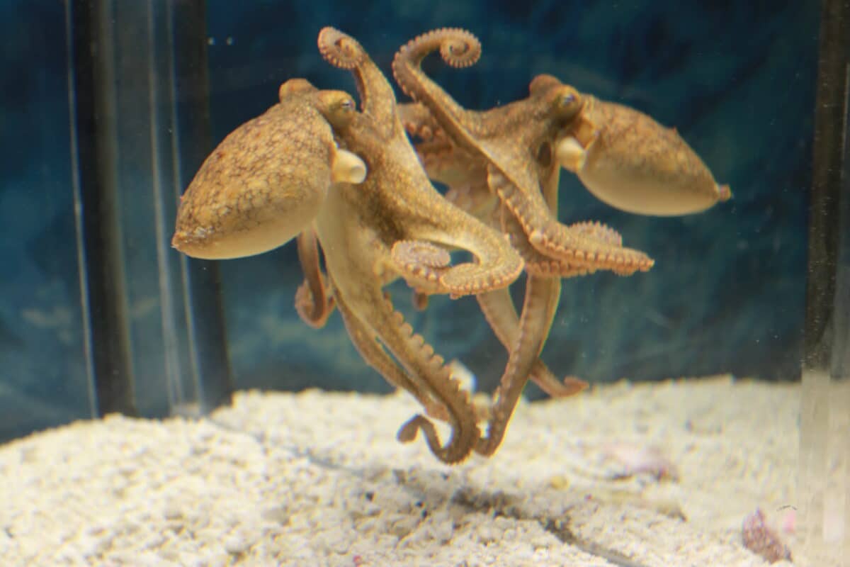 octopus