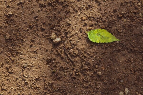 soil