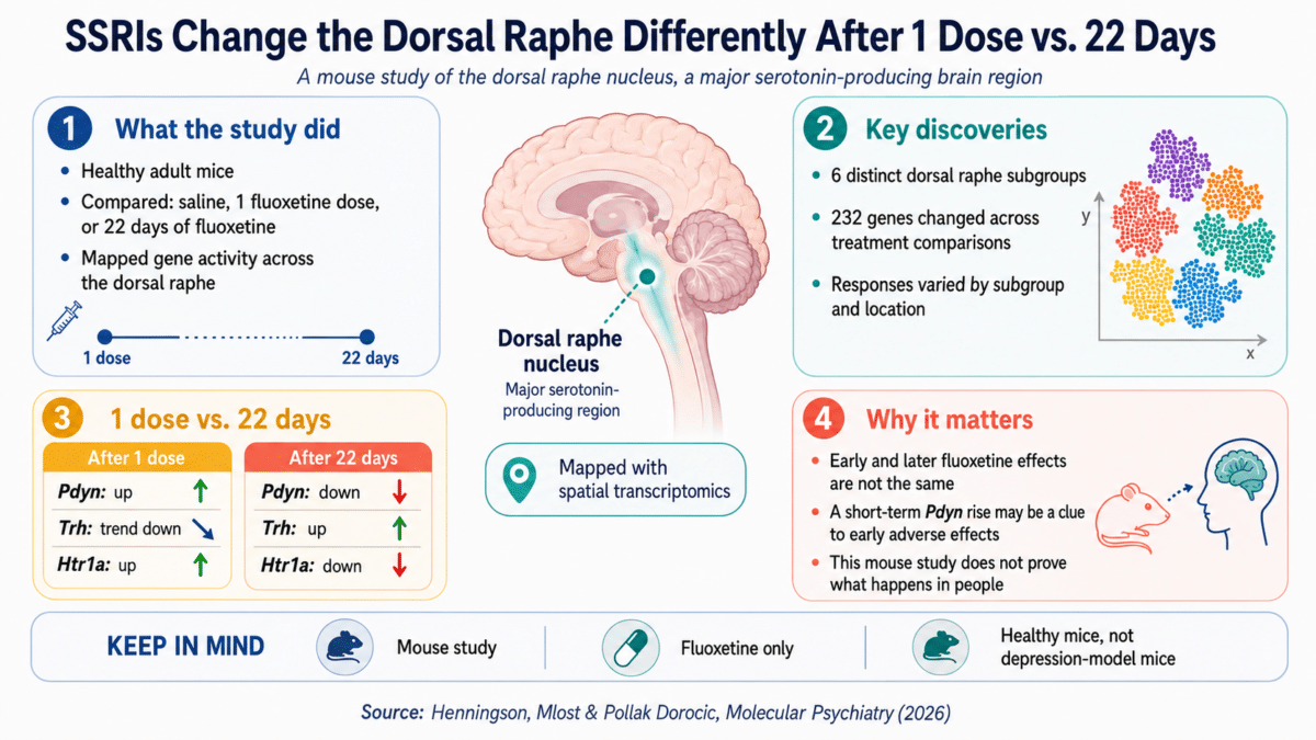 ssri infographic