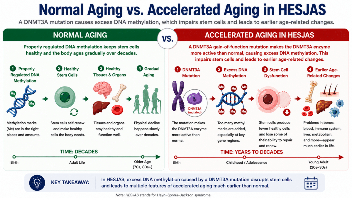 Side-by-side infographic comparing normal aging with accelerated aging in Heyn-Sproul-Jackson syndrome (HESJAS), showing how a gain-of-function DNMT3A mutation causes excess DNA methylation, stem cell dysfunction, and earlier age-related changes