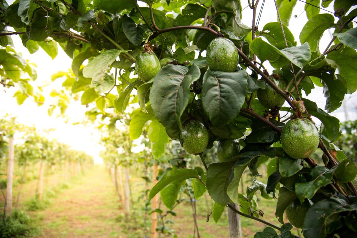 Organic avocado plantation on mountain in Thailand