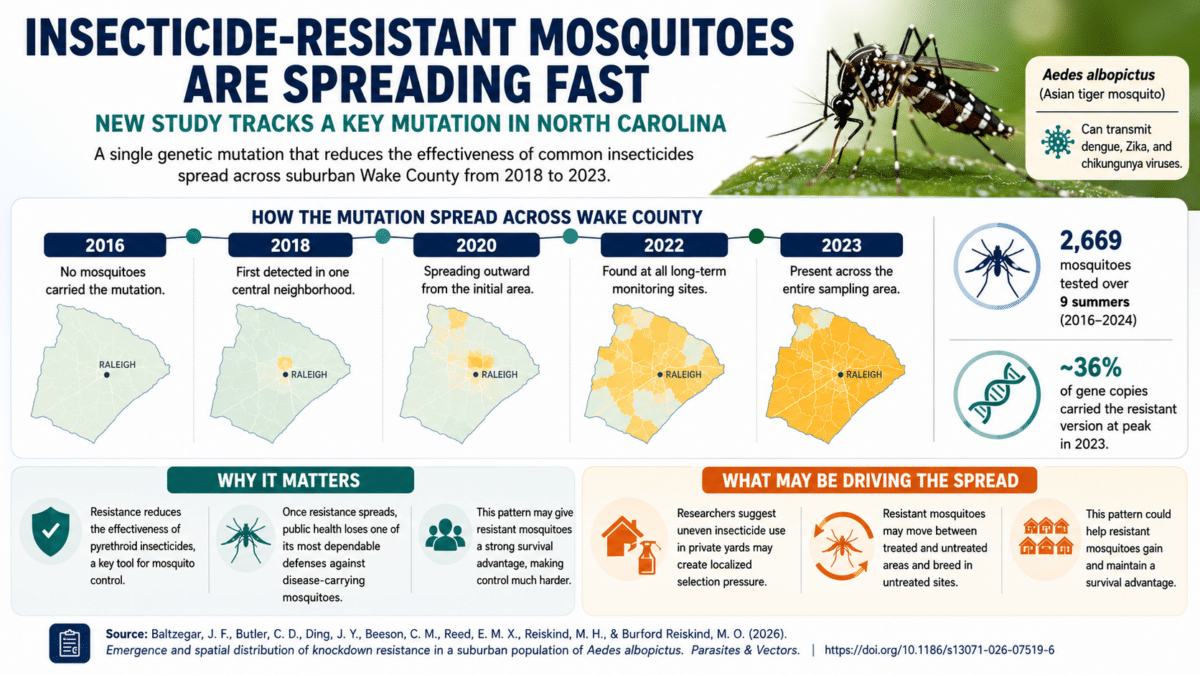 Infographic showing the spread of insecticide resistance in Asian tiger mosquitoes across a North Carolina suburb from 2016 to 2023. A timeline and map illustrate resistance emerging in one neighborhood and expanding to nearly all long-term monitoring sites, with a callout explaining that repeated pyrethroid use may favor resistant mosquitoes. Based on research in Parasites & Vectors.