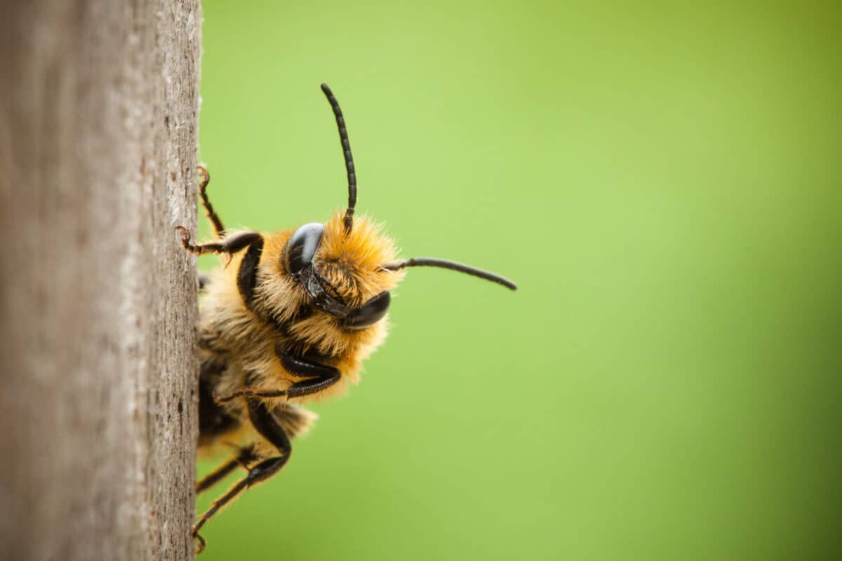 Bee closeup