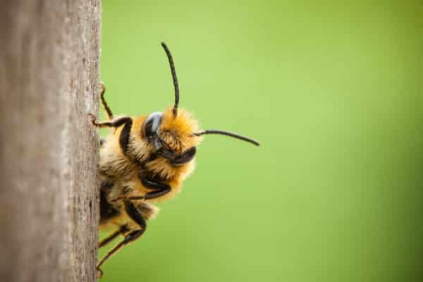 Close-up photograph of a bee