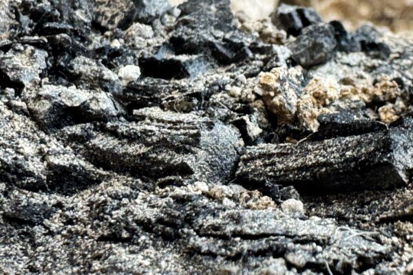 The burnt wooden beams discovered in the City of David.