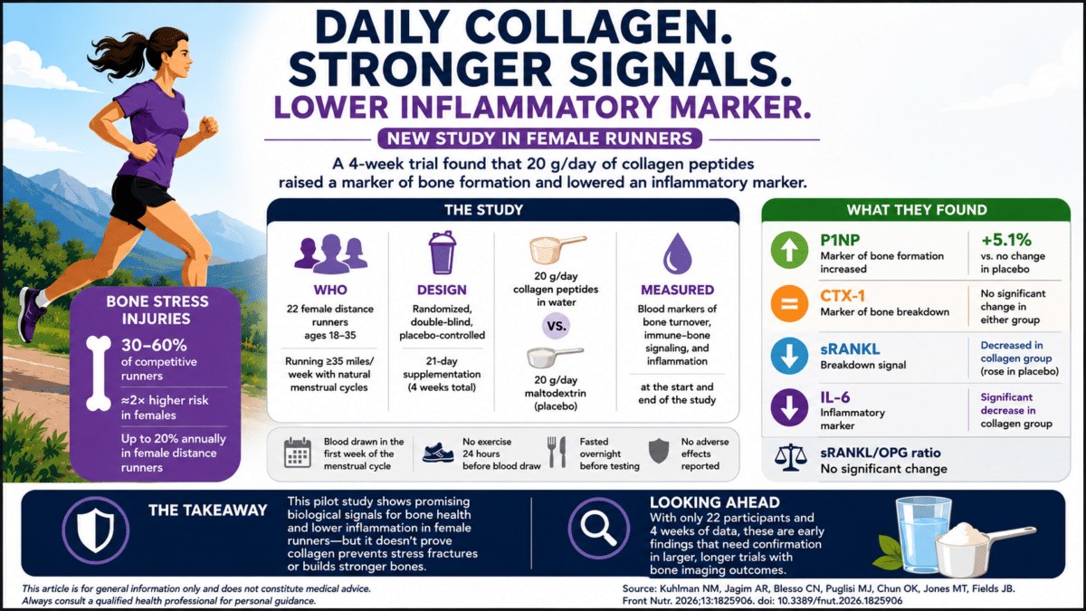 Infographic summarizing a four-week study in female distance runners showing collagen peptides increased a marker of bone formation and reduced inflammatory markers compared with placebo.