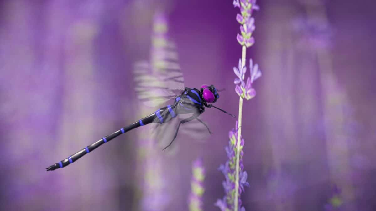 Dragonfly closeup