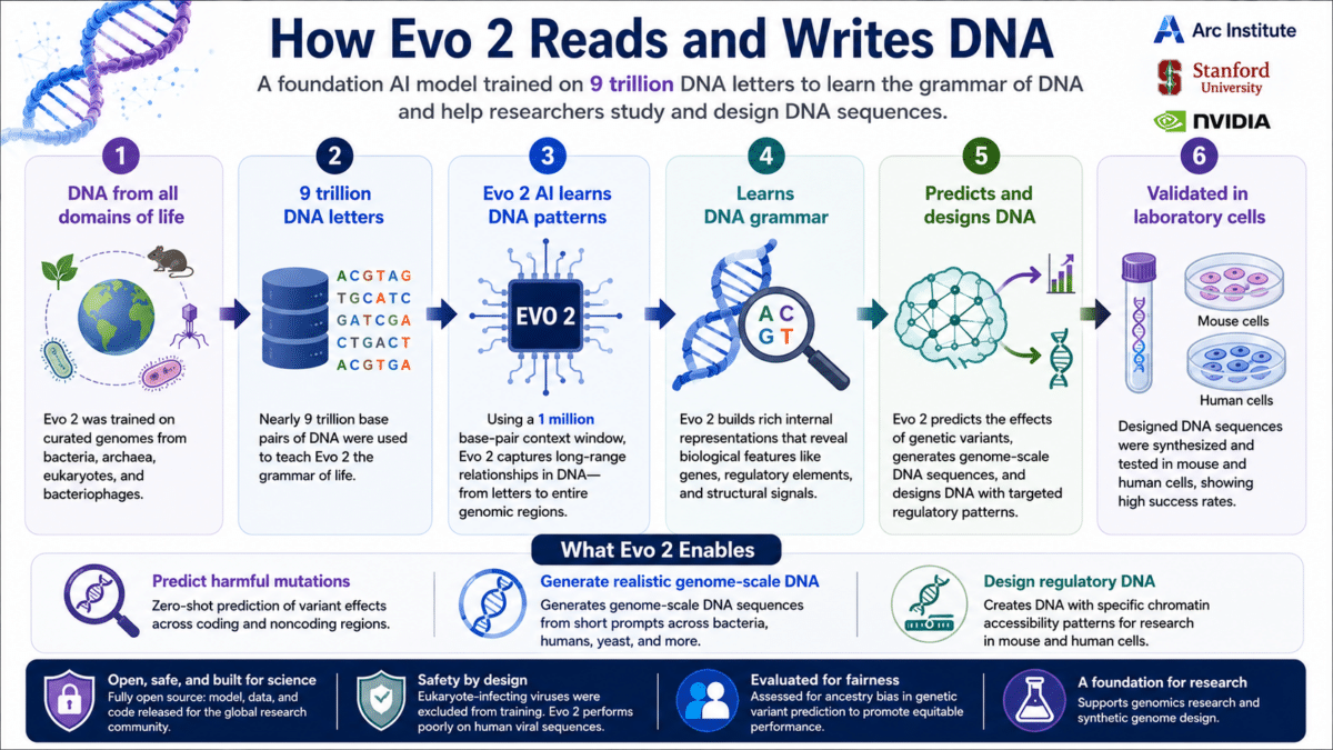 Infographic showing how Evo 2 learns from nearly 9 trillion DNA base pairs to predict genetic variants, generate genome-scale DNA sequences, and design regulatory DNA that was tested in laboratory mouse and human cells.