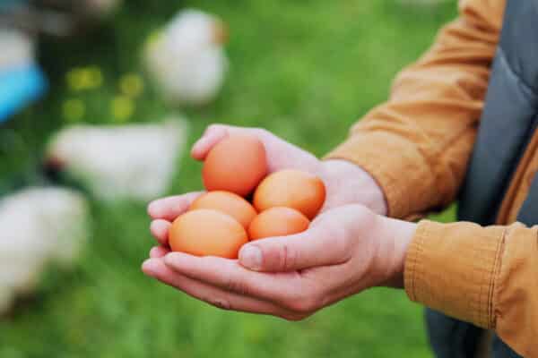 Chicken, farm and eggs with hands of person for agriculture, poultry flock or livestock update. Animal tracking, quality control and organic ranch with farmer for free range protein in countryside