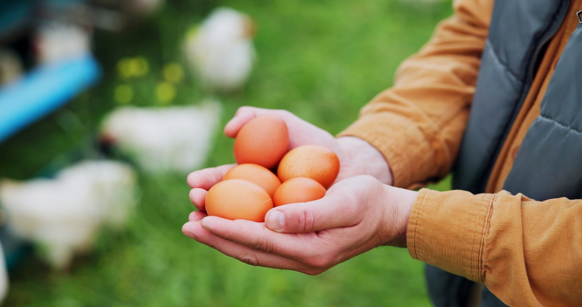 Chicken, farm and eggs with hands of person for agriculture, poultry flock or livestock update. Animal tracking, quality control and organic ranch with farmer for free range protein in countryside