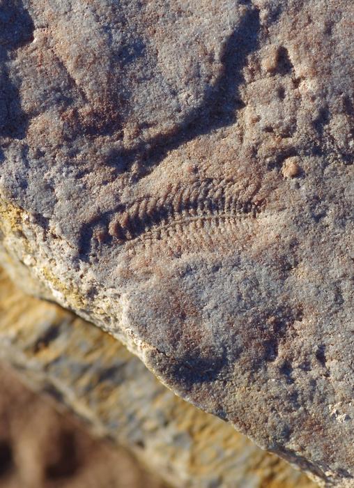 A fossils of Spriggina floundersi collected in South Australia. Because these fossils preserve mirror-image impressions of the original animals, a leftward bend in the rock represents an animal that bent to the right in life.