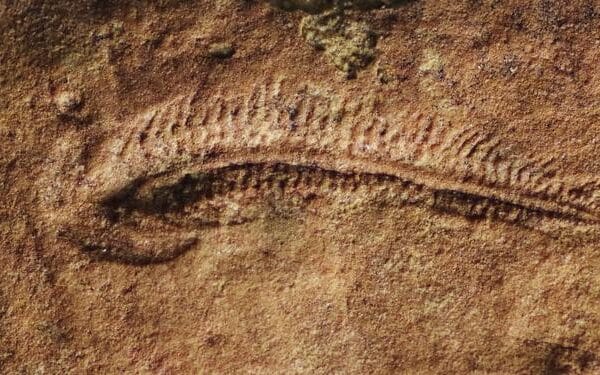 A fossil of Spriggina floundersi collected in South Australia. Because these fossils preserve mirror-image impressions of the original animals, a leftward bend in the rock represents an animal that bent to the right in life.