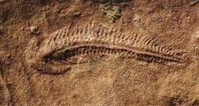 Fossil Right Handed Animal
